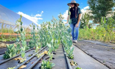 Video: Utah farmers experimenting with alternative crops to save water