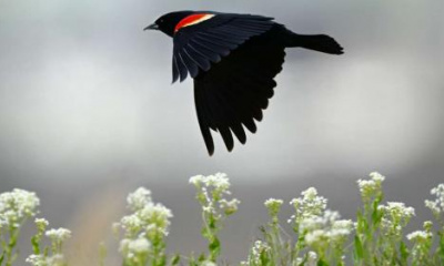 Utah opens up another $6.5M for projects that benefit Great Salt Lake wetlands