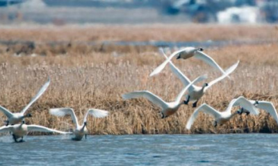 Migrating swans will soon soar through Utah, here are 3 places you can see them