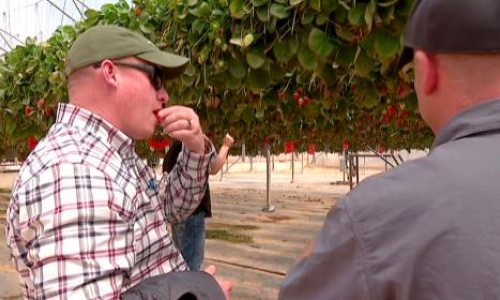 Strawberries in the Desert: From drip irrigation to vertical gardens, Utah officials learn how Israel does more with less water 