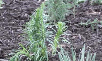 Utah officials promote water-wise yards for long-term conservation