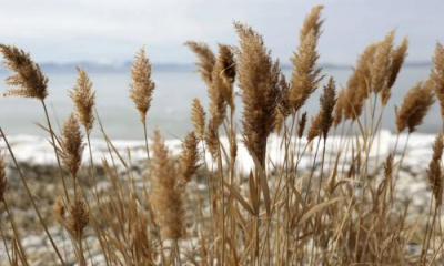 Invasive phragmites are needlessly sucking water out of Great Salt Lake