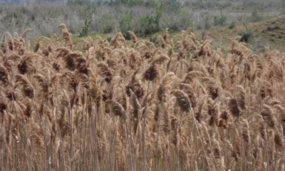 Mapping an invasive grass will help state land managers restore wetlands