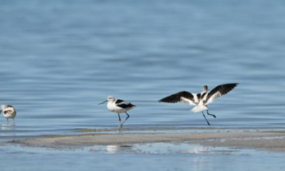 What’s on tap for Great Salt Lake in the 2025 Utah General Legislative Session