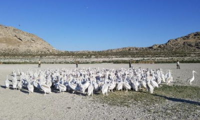 Pelicans return to nest at Great Salt Lake island for 1st time in 81 years