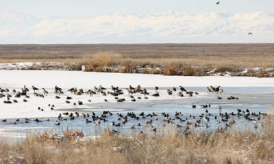 GSL waterfowl show increase in harmful chemicals, officials update consumption guidelines