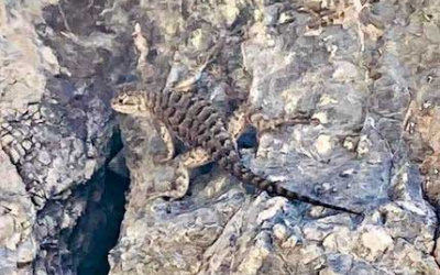 A Lizard Name Larry, Danger Cave, and Human History in the Great Salt Lake Basin