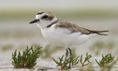 Great Salt Lake changes may be affecting Utah's snowy plovers