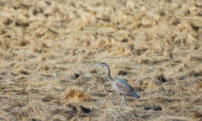 Salt Lake City accepts $2.2M grant in pursuit to preserve 200 acres of Great Salt Lake wetlands