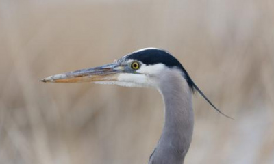 Looking for Utah birdwatching spots? The DWR provided a list of recommendations