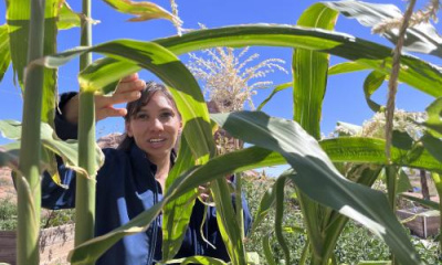 Navajo food traditions tap into the past, and future, of farming the arid Southwest