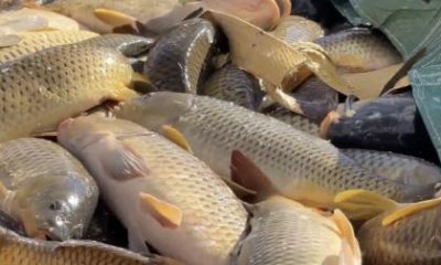 New efforts under way to get rid of carp in Utah Lake