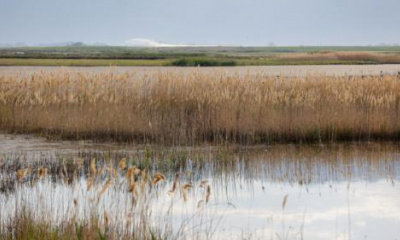 BLM completes mitigation on invasive Phragmites australis near Great Salt Lake