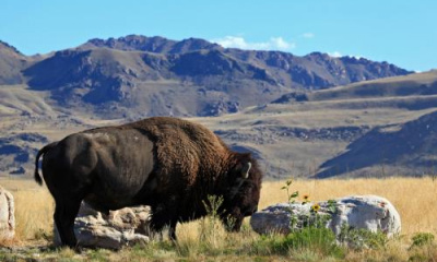 Encounter a bison? Wildlife officials say to keep your distance