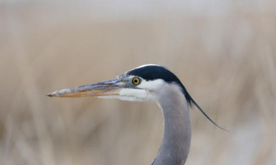 Dwindling waters and disappearing birds on the Great Salt Lake