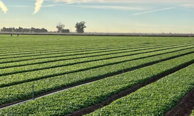 Paying farmers proves most cost-effective way to conserve Colorado River, study says