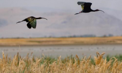 Utah will sell part of the Great Salt Lake to the feds — a deal lawmakers call a ‘win-win’ for the lake
