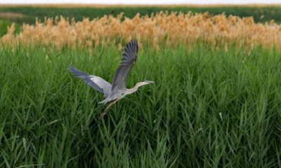 Utah close to settling lawsuit over Bear River Migratory Bird Refuge