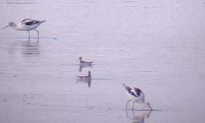 SLCo. Council passes resolution on protecting Great Salt Lake wetlands