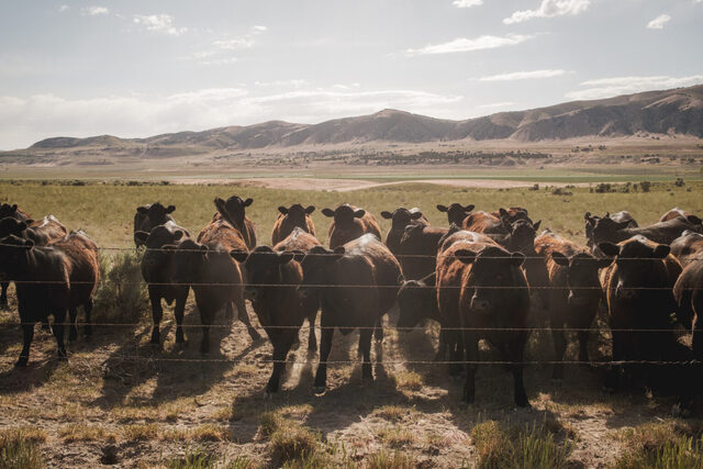Cattle graze in Hansel Valley, in Box Elder County, near the site of the proposed Stratos Project, a massive data center planned for 40,000 acres of land, on Wednesday, May 27, 2026. (Photo by Spenser Heaps for Utah News Dispatch)
