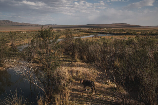 A calf grazes near a water source in the southern end of Hansel Valley, in Box Elder County, near the site of the proposed Stratos Project, a massive data center planned for 40,000 acres of land, on Wednesday, May 27, 2026.(Photo by Spenser Heaps for Utah News Dispatch)