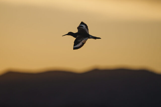 A shorebird flies through a part of Hansel Valley, in Box Elder County, near the proposed Stratos Project, a massive data center planned for 40,000 acres of land, at sunrise on Thursday, May 28, 2026. (Photo by Spenser Heaps for Utah News Dispatch)