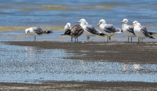 (Francisco Kjolseth  |  The Salt Lake Tribune) Seagulls feast on brine flies covering the shoreline of the Great Salt Lake on Wednesday, July 3, 2024. 