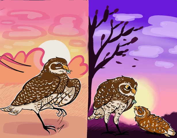 Amy flores burrowing owl4 5