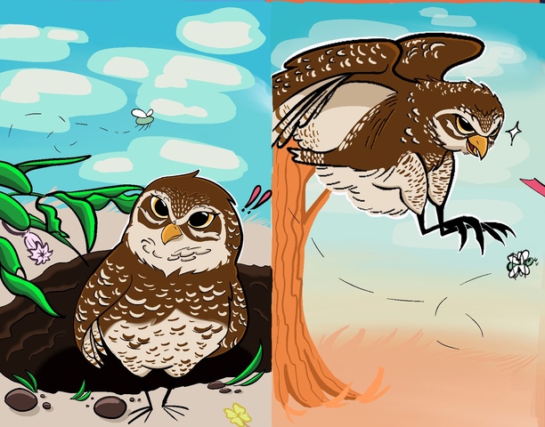 Amy flores burrowing owl 2 3