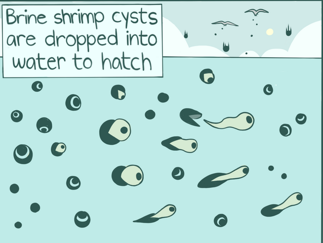 Brine Shrimp Zine2 3 pages