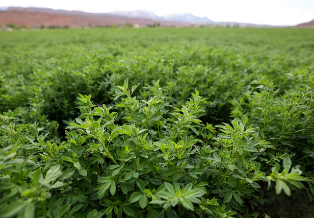 Alfalfa grows near Moab in Grand County on Thursday, April 25, 2024.