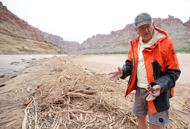 Jack Schmidt, USU’s Janet Quinney Lawson Colorado River Studies chair and Center for Colorado River Studies director, holds a pinecone he suspects was carried down river during a spring flash flood in Millcreek Canyon and deposited below Gypsum Canyon rapid, during a six day Colorado River trip with the Returning Rapids Project in Cataract Canyon on Saturday, Sept. 21, 2024. Schmidt said, “Driftwood piles are one attribute of the river of the past (of the pre-dam era.) This carbon fueled much of the aquatic ecosystem.”