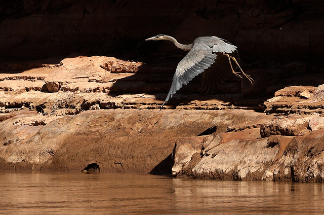 A blue heron flies over the Colorado River by Mille Crag Bend, below Cataract Canyon, on Sunday, Sept. 22, 2024.