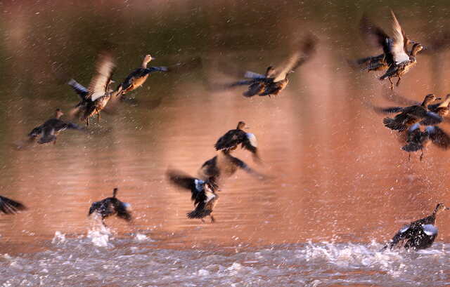 Blue-winged teal ducks take flight over the Colorado River in Narrow Canyon on Sunday, Sept. 22, 2024.