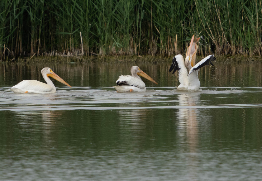 GSL Birds pelican