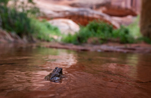 Lake Powell fk 3656