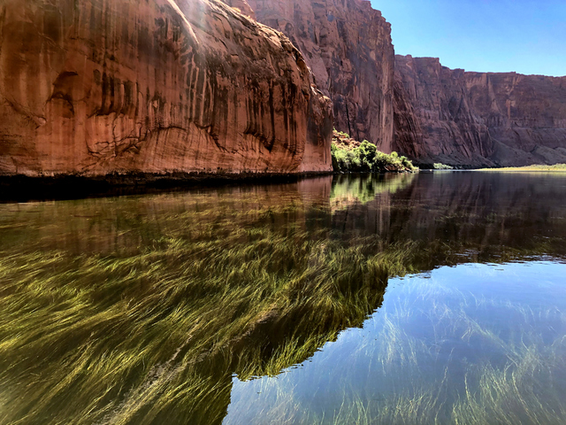 Grasses are pictured in the clear water of the Colorado River below Glen Canyon Dam on Sept. 12, 2019. As sediment builds up in muddy rivers and Lake Powell above the dam, the clear downstream river is lacking in the nutrient-dense sediment that can’t get past the dam.