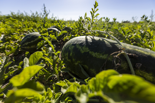 Watermelons in a field on the Dunham’s farm in Green River on Thursday, Sept. 19, 2024.