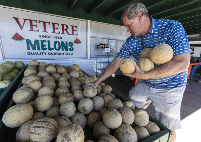 Brian Merrill, from Mesquite Nevada, picks out melons on one of his twice monthly stops at the Vetere melon stand in Green River on Thursday, Sept. 19, 2024. Merrill is a traveling sales representative who goes out of his way on his work trips to stop at the Vetere melon stand between the months of July and October.