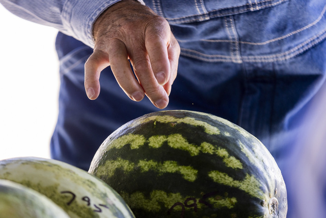 Russell Bastian from Aurora flicks a watermelon while choosing a watermelon at the Vetere melon stand in Green River on Thursday, Sept. 19, 2024. People often flick watermelons as one of the many ways to determine their ripeness.