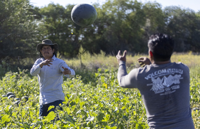 Jose Perez Lopez throws a watermelon to Benjamin Minquiz Polito while they harvest watermelons from the Vetere fields in Green River on Friday, Sept. 20, 2024. Watermelons are too fragile to be harvested mechanically leading to more labor intensive methods where each melon must be tested for ripeness, cut from the vine and removed from the field.