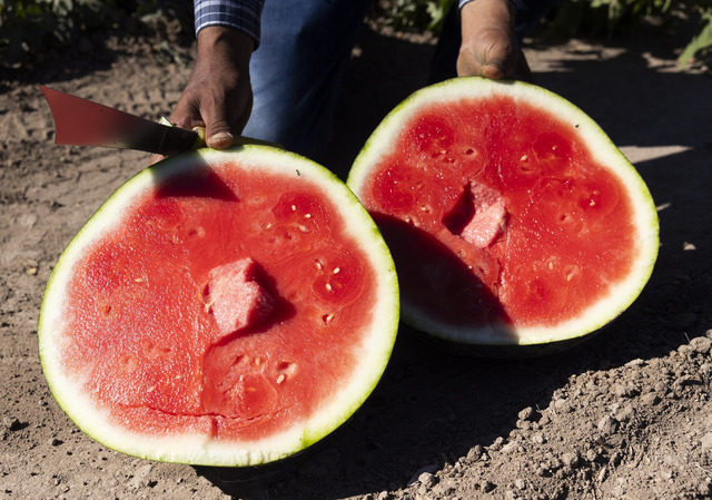 Raul Varela shows off a recently harvested watermelon from the Vetere fields in Green River on Friday, Sept. 20, 2024.