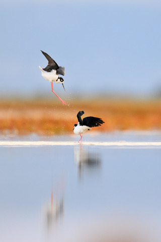 Most of the time while laying on the edge of the Great Salt Lake the Black-necked Stilts would calmly wade by swiping their bills back and forth feeding in the shallows. Every once in a while something like this would break out. This pair suddently decided they shouldn't be near each other and started jumping at each other in a fun aerial acrobatic display. I quickly fired off a bunch of frames and hoped I got them all in focus. I enjoyed this one that showed off those incredibly long pink legs as the top bird seemed to try to land on the other. Birds are weird!
