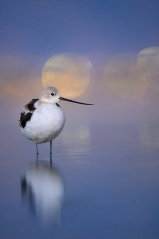 Laying on the pungent smelling shoreline of the Great Salt Lake with my friend Mary Anne Karen we watched as the light faded and the American Avocets wandered the shallow water sweeping their bills back and forth in search of food. Most of them out at a distance but still photographable it was a fun evening. As the light really started to fade a pair of the birds made their way in a good bit close to the shoreline and settled in one spot and began to preen and rest. I began my slow crawl along the shoreline hoping that each new placement of my forearm wouldn't sink me deep in the mud. I eventually made my way close enough to compose this vertical shot to include the full smeared reflection. It was quite dark at this point so I was down to 1/25 at ISO 5,000 and I shoot plenty of frames to make sure at least one would be sharp. The distant city lights made for some fun bokeh in the background. The birds stayed put for a little while longer before eventually wading back out away from the shoreline to continue their seemingly never-ending search for food.