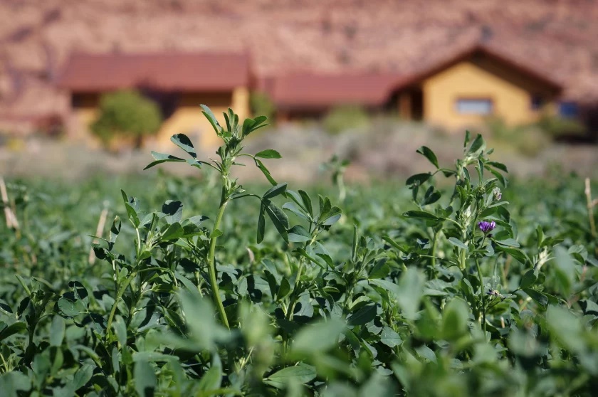 Alfalfa grows in Wilson’s field next to former farmland that’s been developed into a neighborhood. Sept. 17, 2024.