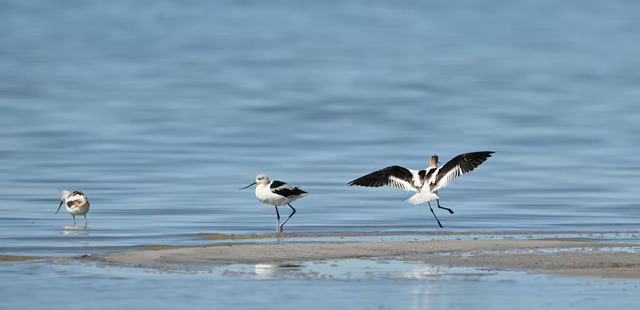 avocets