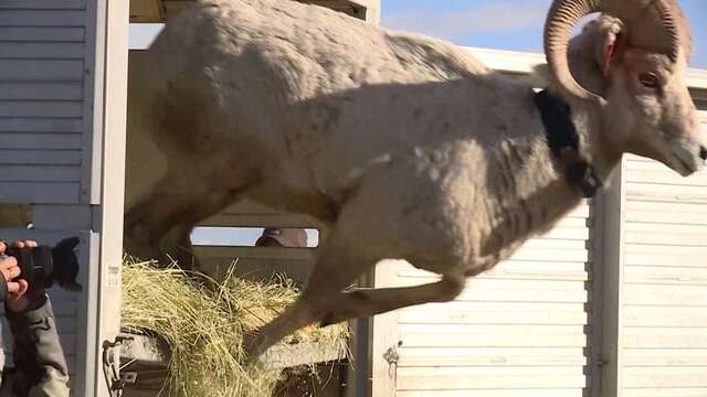 bighorn sheep