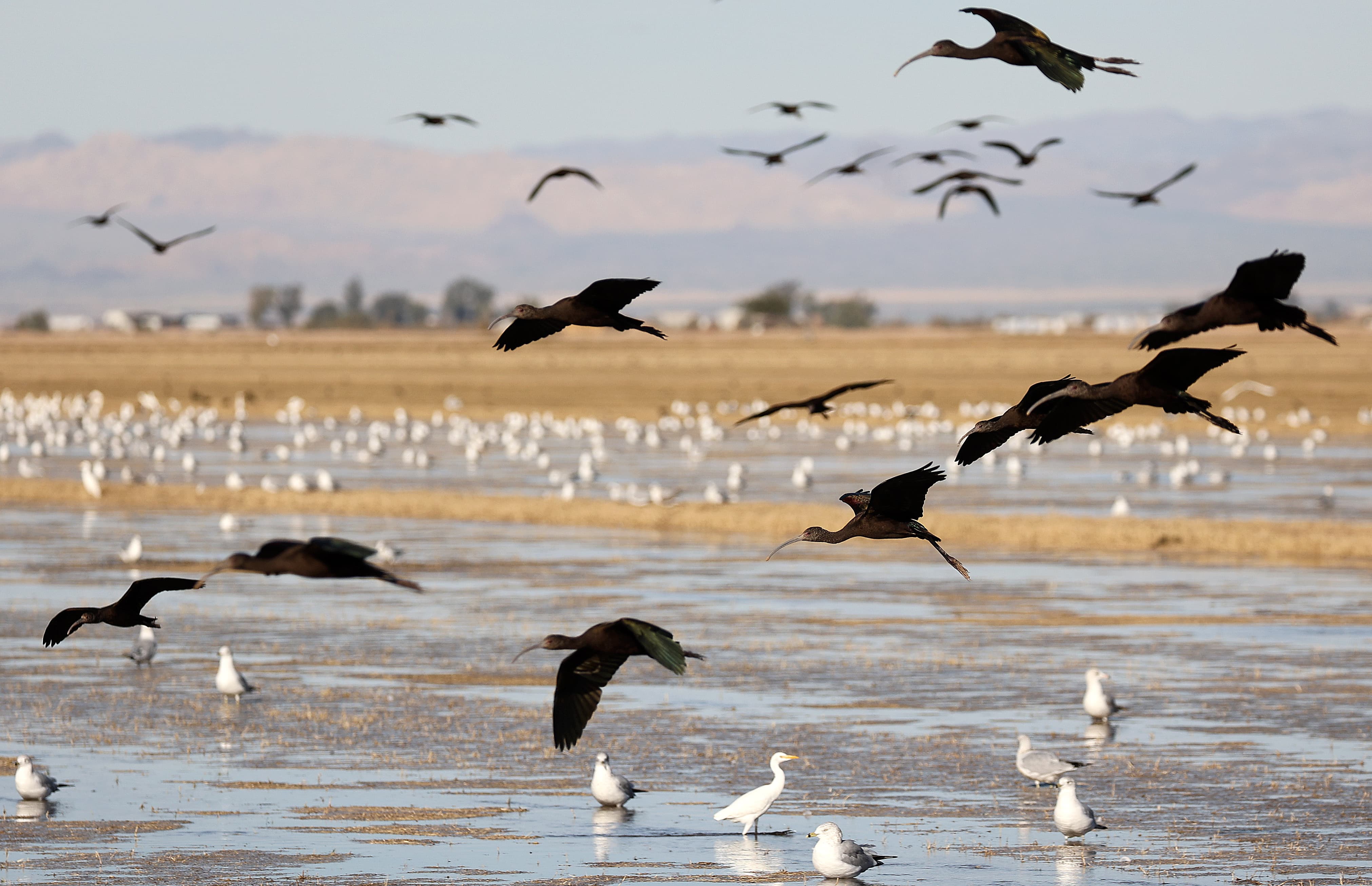White-faced ibis fly over cattle egrets and ring-billed gulls near the Sonny Bono Salton Sea National Wildlife Refuge in Imperial County, Calif., on Friday, Dec. 15, 2023.