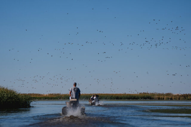 Birds take flight as members of the Rudy Duck Club take journalists and representatives of the Utah Inland Port on a tour of wetlands on the edge of the Great Salt Lake northwest of Salt Lake City on Friday, Sept. 27, 2024. (Photo by Spenser Heaps for Utah News Dispatch)