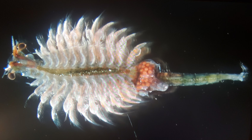 close up female shrimp